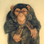 Gaston SUISSE (1896-1988) - Chimpanzé.